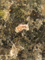Ancula lentiginosa