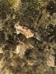 Ancula lentiginosa
