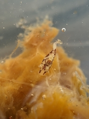 Ancula lentiginosa