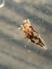 Ancula lentiginosa