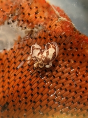 Ancula lentiginosa