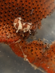 Ancula lentiginosa