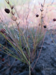 Aristida humidicola