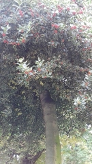 Ilex aquifolium