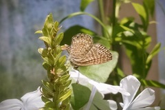 Leptotes trigemmatus