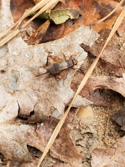 Allonemobius maculatus