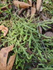 Selaginella apoda