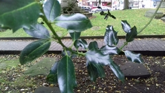 Ilex aquifolium