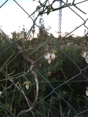 Araujia angustifolia