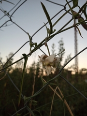 Araujia angustifolia