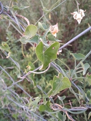 Araujia angustifolia