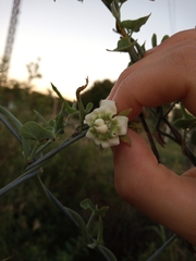 Araujia angustifolia