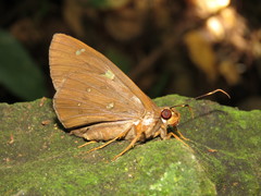 Dyscophellus ramusis