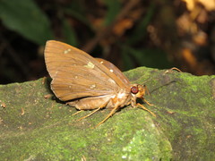 Dyscophellus ramusis