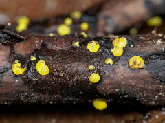 Calycina claroflava