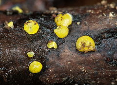 Calycina claroflava