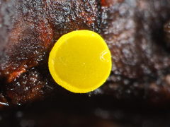Calycina claroflava