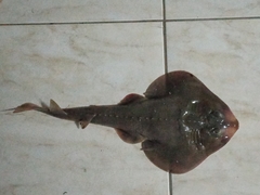 Zapteryx brevirostris