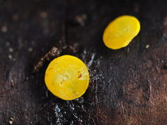Calycina claroflava