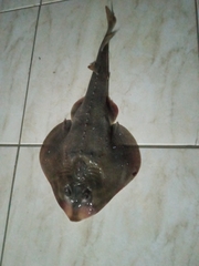 Zapteryx brevirostris