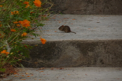 Arvicanthini