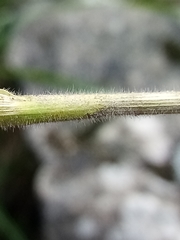 Ceratochloa