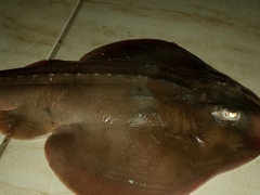 Zapteryx brevirostris