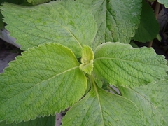 Coleus barbatus grandis