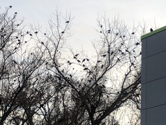 Corvus brachyrhynchos