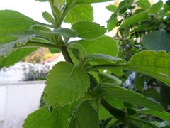 Coleus barbatus grandis