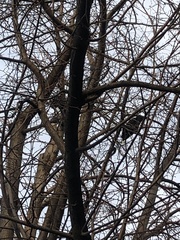 Corvus brachyrhynchos