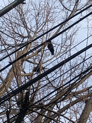 Corvus brachyrhynchos