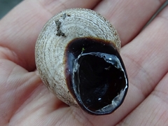 Otala lactea