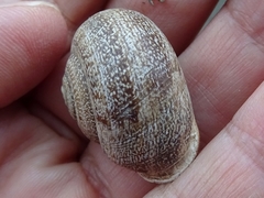 Otala lactea