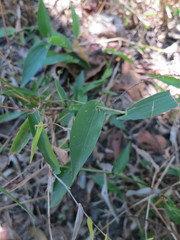 Phyllorachis sagittata