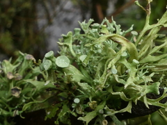 Ramalina fastigiata