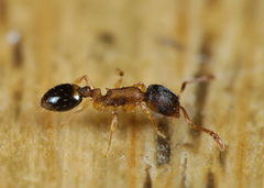 Temnothorax affinis
