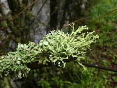 Ramalina fastigiata