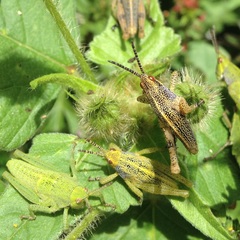 Pyrgomorphidae