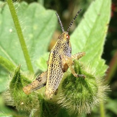 Pyrgomorphidae