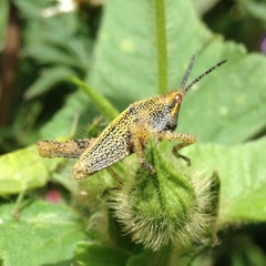 Pyrgomorphidae