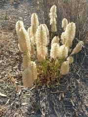 Ptilotus nobilis