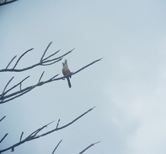 Cardinalis phoeniceus