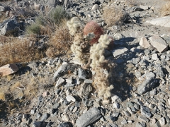 Cylindropuntia chuckwallensis
