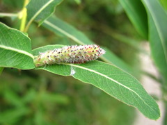 Salix gracilistyla