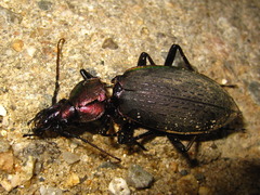 Carabus jankowskii