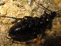 Carabus jankowskii