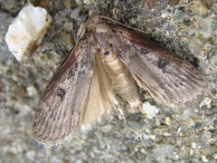 Lamoria glaucalis