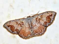 Idaea subfervens