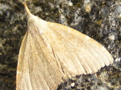 Ectogonia butleri